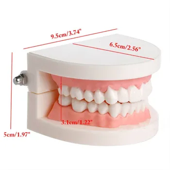 3 vnt Dantų modelio Dantų, Žandikaulio Modelio Standartas Demonstravimo dantų Protezų Mokymo Modelį darželio šepečiu mokymo dantų protezų modelis