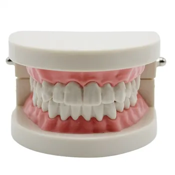 3 vnt Dantų modelio Dantų, Žandikaulio Modelio Standartas Demonstravimo dantų Protezų Mokymo Modelį darželio šepečiu mokymo dantų protezų modelis