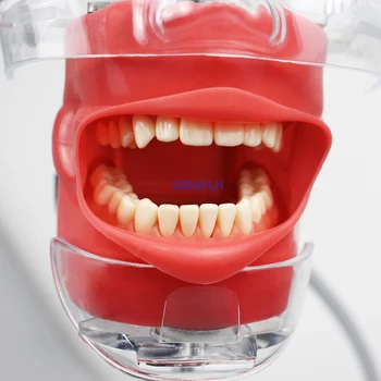 360 laipsnių Padarinių Dantų Simuliatorius Phantom Galvos, Dantų Modelio Stomatologas Praktines Pratybas, Dantų Modelis