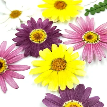Paspaudus gėlių Derinys spalvų Daisy medžiagos pildymo džiovintų gėlių mobiliojo telefono korpuso įspausti augalų egzemplioriams 8pcs/maišelis